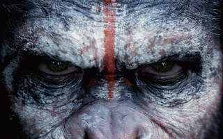 Monkey closeup red lines face - red line free wallpaper