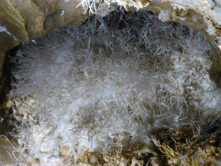 Bird nest closeup domirinic fegallia - fine texture free wallpaper