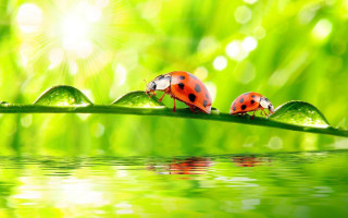 Ladybugs green leaf water droplets 2 - surface free wallpaper for desktop