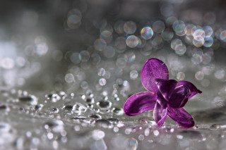 Purple flower water droplets bokeh 5 - a wet surface free wallpaper for desktop