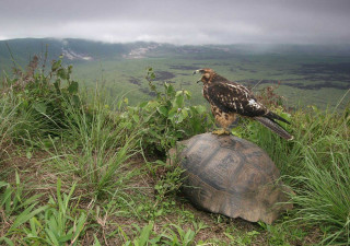 Hawk turtle grass field mountain - a mountain in the background free wallpaper