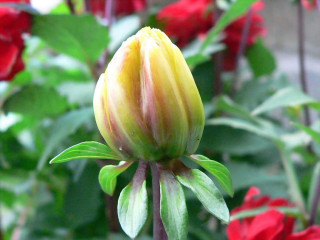 Yellow red flower green leaves 4 - red flower free wallpaper