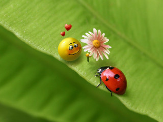 Ladybugs green leaf flower sitting - a ladybug free wallpaper