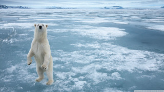 Polar bear ice curious looking - the ice free wallpaper
