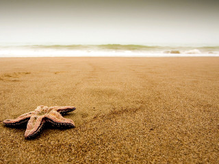 Starfish beach ocean wave background - a starfish free wallpaper