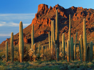 Cactus group mountain range blue - bob thompson free wallpaper