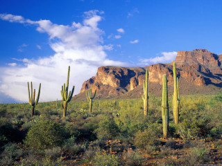 Desert mountain cactus trees blue - a desert free wallpaper
