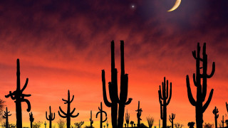 Full moon desert cacti sunset - a full moon free wallpaper