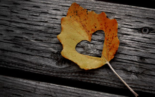 Leaf wooden surface letter d - anne dunn free wallpaper