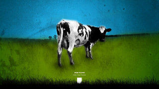 Cow standing field grass blue - a cow free wallpaper
