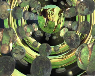 Cow bubbles water black background - c4d free wallpaper