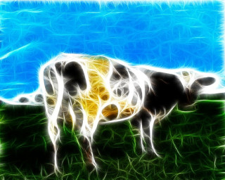 Cow standing field grass blue 2 - a cow free wallpaper