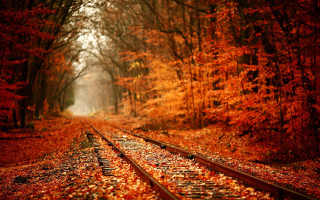 Train track forest leaves light - a light shining free wallpaper