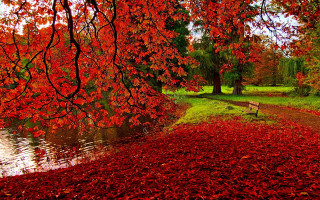 Bench tree red leaves river - grassy free wallpaper