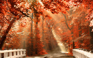 Road white fence red leaves - a sunbeam in the distance free wallpaper