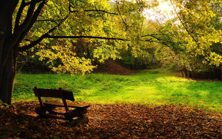 Park bench forest leaves grass - autumn free wallpaper
