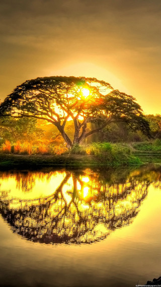 Tree reflection water sunset sunshine - dawn free wallpaper for mobile