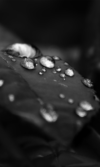 Black white leaf water droplets 3 - surface free wallpaper for mobile