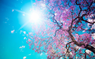 Pink flower tree sunshine hanami - a clear day free wallpaper