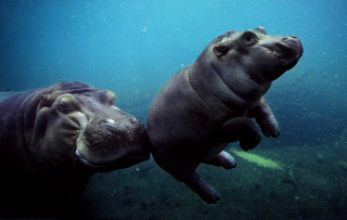 Two hippos swimming together in - a renaissance painting free wallpaper