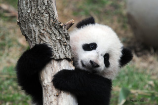 Panda climbing tree trunk looking - a tree trunk free wallpaper