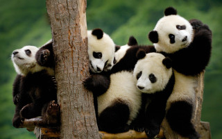 Panda bears tree branch forest - top of a tree free wallpaper