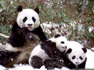 Pandas snow eating bamboo smiling - feng zhu free wallpaper