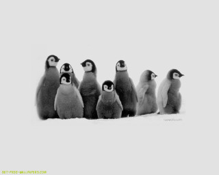 Penguins standing snow together group 2 - a group of penguins free wallpaper