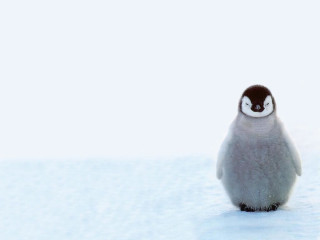 Penguin snow closed eyes minimalist - solo free wallpaper for desktop