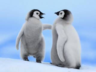 Two penguins standing next to - their hands in free wallpaper