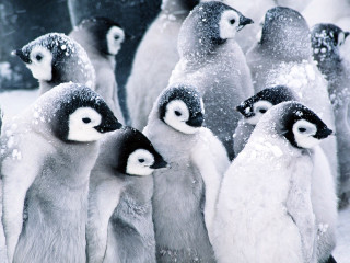 Penguins standing snow together group 4 - alfred eisenstaedt free wallpaper