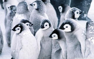 Penguins standing snow faces feet - alfred eisenstaedt free wallpaper