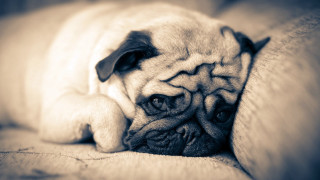 Pug dog couch pillow sleeping - his head on free wallpaper