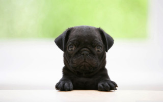 Black puppy sitting white surface - a white surface free wallpaper for desktop