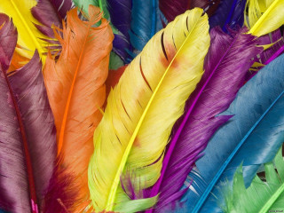 Colorful feathers closeup white background 2 - rich vivid color free wallpaper