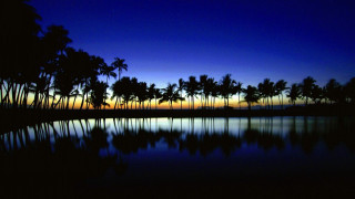 Sunset palm trees reflection water - andreas gursky free wallpaper