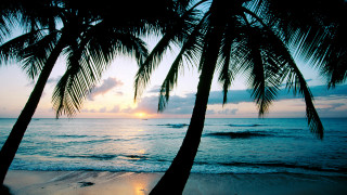 Palm trees beach ocean sunset 3 - sunset time free wallpaper