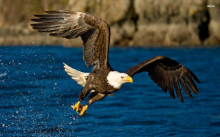 Bald eagle flying water wings - the waters edge free wallpaper