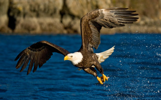 Bald eagle flying over water - americo makk free wallpaper for desktop