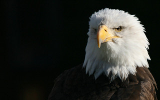 Bald eagle white head yellow 2 - yellow beak free wallpaper