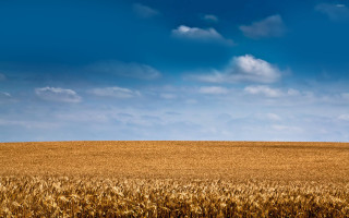 Wheat field blue sky clouds 11 - field free wallpaper