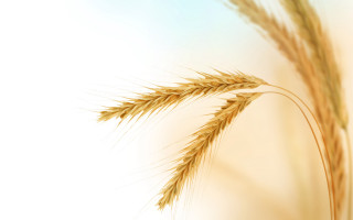 Wheat closeup blurry background plant - heavy free wallpaper