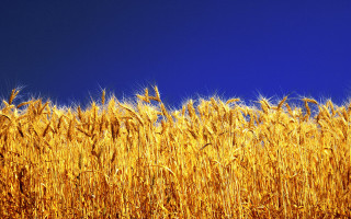 Ripe wheat blue sky clouds - ripe free wallpaper for desktop