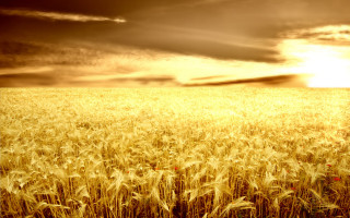 Wheat field cloudy sky sunshine - the cloud free wallpaper for desktop