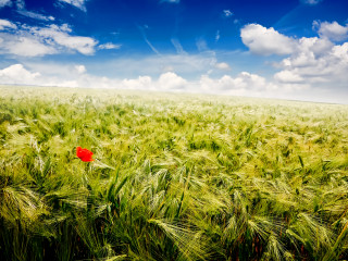 Red flower green wheat blue - a few white cloud free wallpaper
