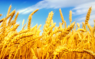 Ripe wheat field blue sky - ripe free wallpaper
