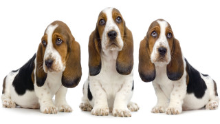 Three basset hounds white background - incoherent free wallpaper for desktop