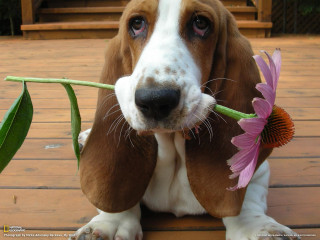 Dog holding flower deck wooden - a deck free wallpaper