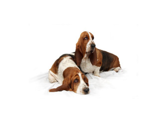 Basset hounds laying white surface - doug ohlson free wallpaper
