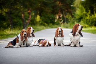 Basset hounds sitting road sunny - the side of a road next free wallpaper